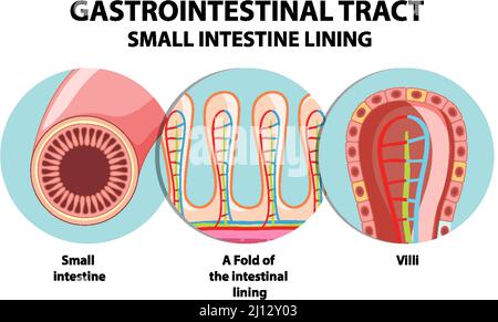 Schéma illustrant l'illustration du tractus gastro-intestinal Illustration de Vecteur