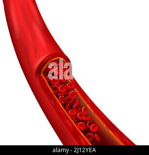 Élément réaliste de vaisseau sanguin. Structure cardiovasculaire avec globules rouges détaillés. Déplacement des érythrocytes microscopiques Illustration de Vecteur