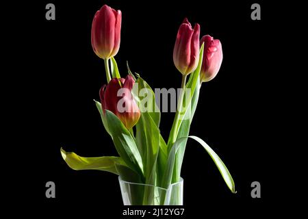 Bouquet de tulipes rouges dans un vase sur fond noir isolé Banque D'Images