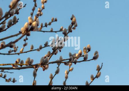 Le saule de Holly (latin Salix acutifolia) est une espèce d'arbres à feuilles caduques ou d'arbustes du genre Willow (Salix) de la famille des saules (Salicaceae) Banque D'Images