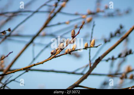 Le saule de Holly (latin Salix acutifolia) est une espèce d'arbres à feuilles caduques ou d'arbustes du genre Willow (Salix) de la famille des saules (Salicaceae) Banque D'Images