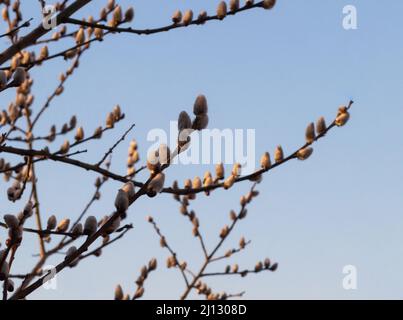 Le saule de Holly (latin Salix acutifolia) est une espèce d'arbres à feuilles caduques ou d'arbustes du genre Willow (Salix) de la famille des saules (Salicaceae) Banque D'Images