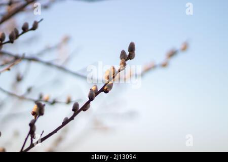 Le saule de Holly (latin Salix acutifolia) est une espèce d'arbres à feuilles caduques ou d'arbustes du genre Willow (Salix) de la famille des saules (Salicaceae) Banque D'Images