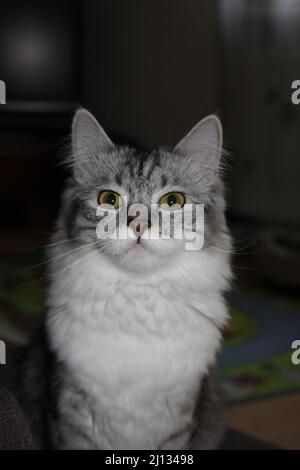 Jeune chat tabby sibirien avec regard attentif sur fond sombre Banque D'Images