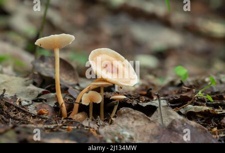 Russet Toughshank, Gymnopus dryophilus qui pousse dans l'environnement naturel Banque D'Images