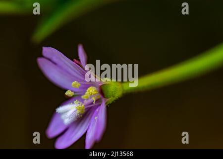 Claytonia sibirica fleurit dans le pré, pousse en gros plan Banque D'Images