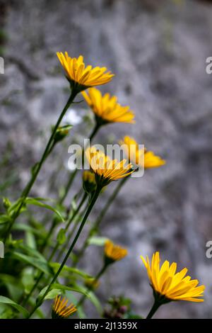 Buphthalmum salicifolium croissance de la fleur en montagne, macro Banque D'Images