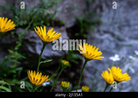 Buphthalmum salicifolium fleurit en montagne Banque D'Images