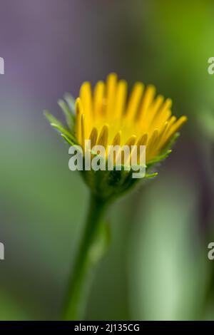 Buphthalmum salicifolium fleurit en montagne Banque D'Images