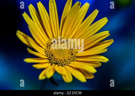 Buphthalmum salicifolium fleur en montagne, gros plan Banque D'Images