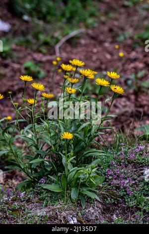 Buphthalmum salicifolium fleur en montagne, pousse en gros plan Banque D'Images