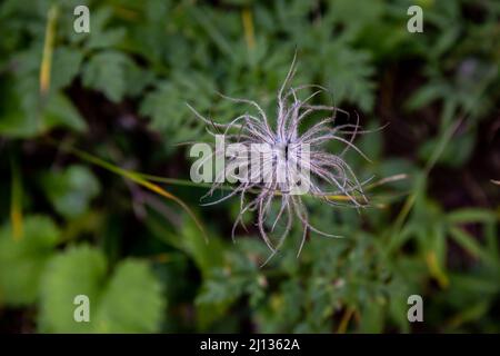 Pulsatilla alpina fleurit en montagne Banque D'Images