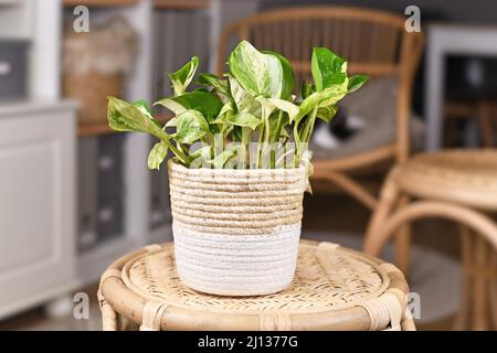 Plante maison en pothos exotique 'Epipremnum Auremum Manjula' en pot de fleurs en panier sur table Banque D'Images