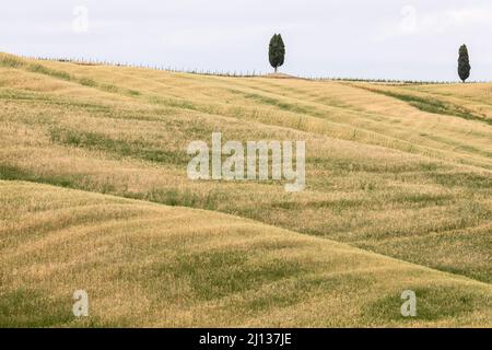 Deux cyprès isolés au milieu des collines jaune et verte à Val d'Orcia, Toscane, Italie Banque D'Images