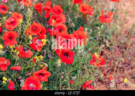 Des coquelicots délicats côte à côte avec d'autres fleurs sauvages et des mauvaises herbes sur le sol rougeâtre de Toscane, Italie Banque D'Images