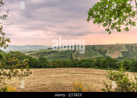 Arbres à feuilles caduques et fleurs sauvages jaunes sur une pelouse fraîchement coupée et à l'arrière-plan - un zigzag de cyprès, accompagnant traditionnellement. Toscane Banque D'Images