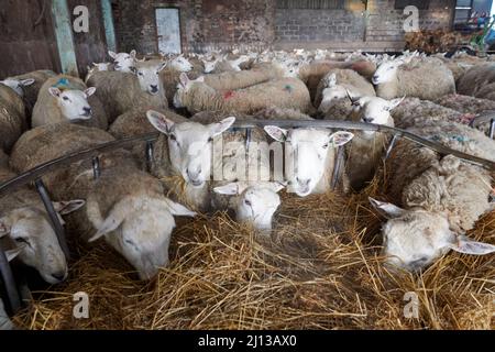 Les brebis croisées Texel se nourrissant de l'ensilage à l'intérieur en attendant de donner naissance, printemps, Royaume-Uni. Banque D'Images