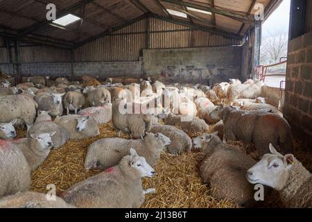 Les brebis croisées Texel se nourrissant de l'ensilage à l'intérieur en attendant de donner naissance, printemps, Royaume-Uni. Banque D'Images