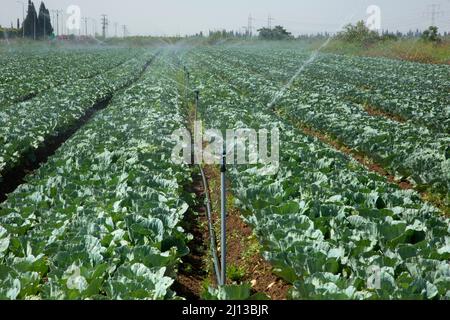 Arroseurs irriguant un champ de choux-fleurs photographiés en Israël Banque D'Images