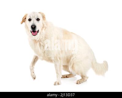 Chien de montagne pyrénéen devant un fond blanc Banque D'Images