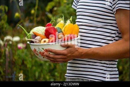 Les mains tiennent une grande assiette avec divers légumes agricoles frais. Récolte d'automne et aliments biologiques sains. Attention sélective Banque D'Images