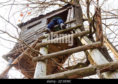 Garçon grimpant sur une échelle de peuplement élevé dans la forêt parmi les arbres au début du printemps, Sopron Mountains, Hongrie Banque D'Images