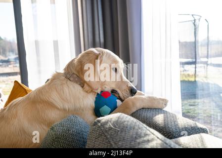 Un jeune homme Golden Retriever est allongé sur le dossier du canapé dans le salon de la maison, tenant une balle de tissu dans ses pattes. Banque D'Images