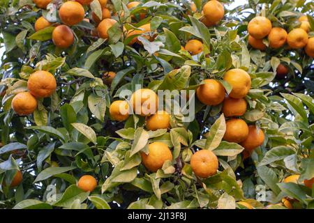 Orange doux avec fruits mûrs. Plante d'agrumes × sinensis dans le jardin Banque D'Images