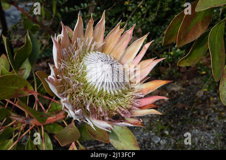 Protea cynaroides floraison. Tête de fleur de la brousse de sucre de roi. Fleur nationale de l'Afrique du Sud. Banque D'Images