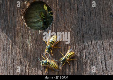 Guêpe Dolichovespula sylvestris (arbre) au nid dans la boîte du nid d'oiseaux Banque D'Images