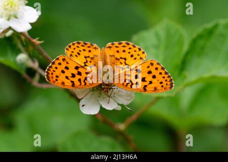 Marbled Fritillary butterfly (Brenthis daphne), sur Bramble Banque D'Images