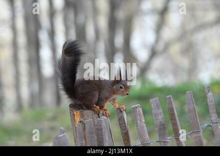 Mignonne petit écureuil Banque D'Images