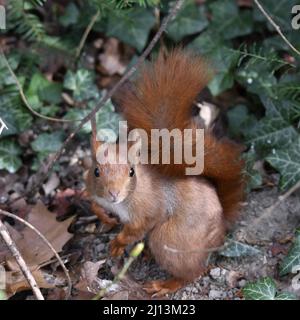 Mignonne petit écureuil Banque D'Images
