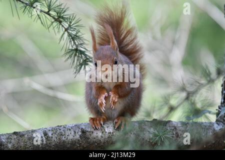 Mignonne petit écureuil Banque D'Images