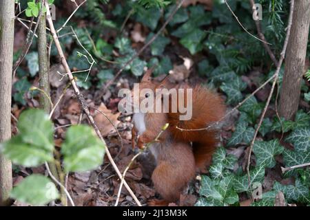 Mignonne petit écureuil Banque D'Images