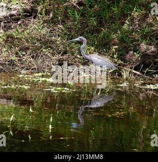 Grand héron bleu marchant dans l'eau, réflexion, Ardea herodias, faune, nature, Animal, ÉQUIPAGE Bird Rookery Swamp, Floride, Naples, FL Banque D'Images