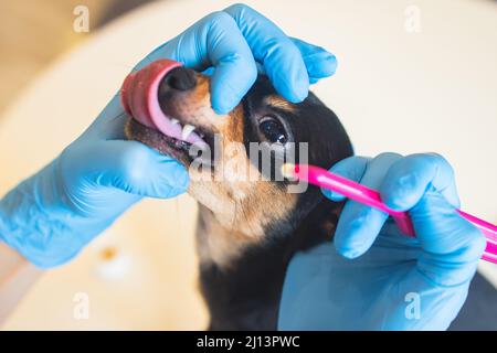 Vétérinaire spécialiste tenant le petit chien et le nettoyage des dents de chien blanchissant à la maison avec dentifrice dentaire soie dentaire, petit noir jeune dent de chien hygie Banque D'Images