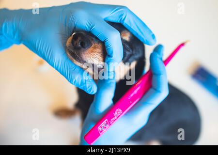 Vétérinaire spécialiste tenant le petit chien et le nettoyage des dents de chien blanchissant à la maison avec dentifrice dentaire soie dentaire, petit noir jeune dent de chien hygie Banque D'Images