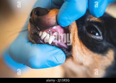 Vétérinaire spécialiste tenant le petit chien et le nettoyage des dents de chien blanchissant à la maison avec dentifrice dentaire soie dentaire, petit noir jeune dent de chien hygie Banque D'Images