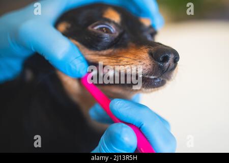 Vétérinaire spécialiste tenant le petit chien et le nettoyage des dents de chien blanchissant à la maison avec dentifrice dentaire soie dentaire, petit noir jeune dent de chien hygie Banque D'Images