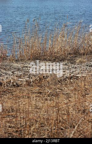 Des herbes dorées qui poussent le long de la côte pendant un hiver froid et un jour ensoleillé. Banque D'Images