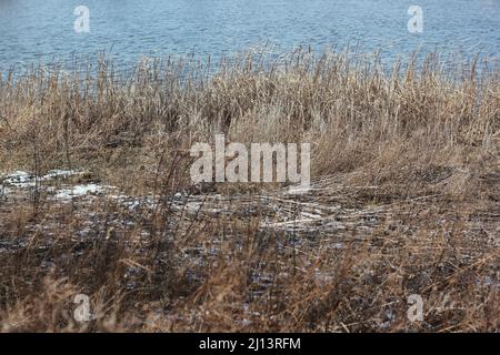 Des herbes dorées qui poussent le long de la côte pendant un hiver froid et un jour ensoleillé. Banque D'Images