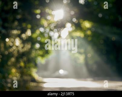 Arrière-plan flou naturel avec bokeh et lumière du soleil. Banque D'Images