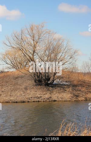 Des herbes dorées qui poussent le long de la côte pendant un hiver froid et un jour ensoleillé. Banque D'Images