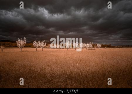 Paysage rural infrarouge Banque D'Images