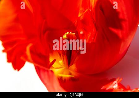 Gros plan de l'intérieur d'une tulipe rouge et orange Banque D'Images