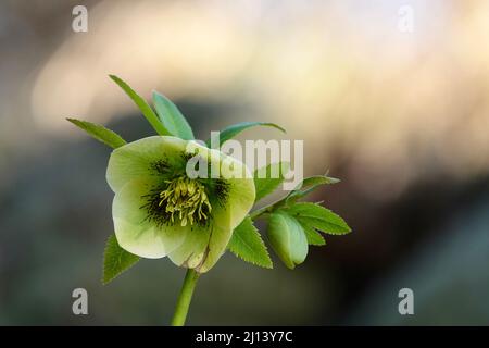 Un hellebore blanc vert à fleurs. Genre Helleborus de la famille des buttercup ou des crowfoot - Ranunculaceae. Banque D'Images