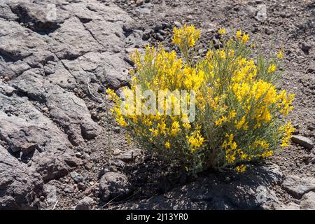 Base Broom floraison au printemps dans Gran Canaria Banque D'Images