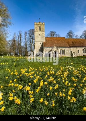 Champ de jonquilles en fleur devant All Saints Church Rickling, Essex UK contre un ciel bleu clair, Essex, Royaume-Uni. Banque D'Images