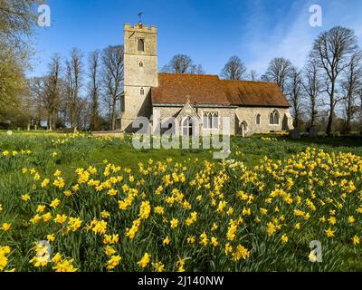 Champ de jonquilles en fleur devant All Saints Church Rickling, Essex UK contre un ciel bleu clair, Essex, Royaume-Uni. Banque D'Images